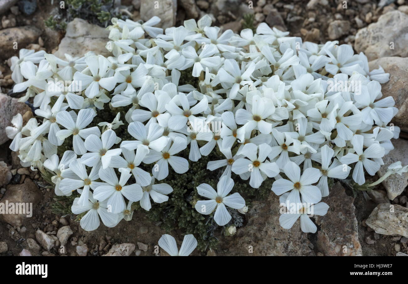 Dwarf phlox or alpine phlox, Phlox condensata, in flower at high altitude, Sierra Nevada. Stock Photo