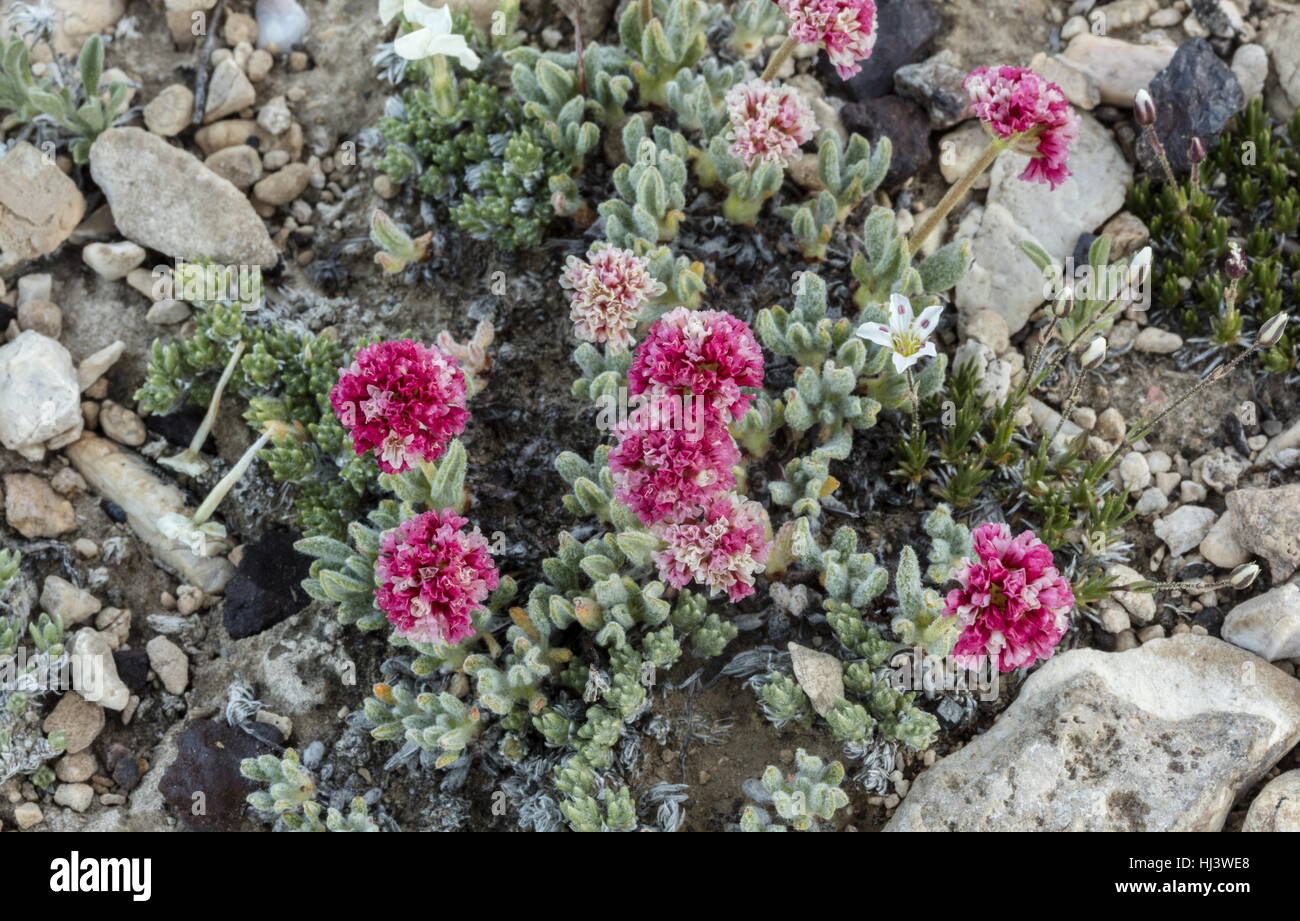 White mountains buckwheat, Eriogonum gracilipes - in flower, endemic to the White Mountains, California. Stock Photo