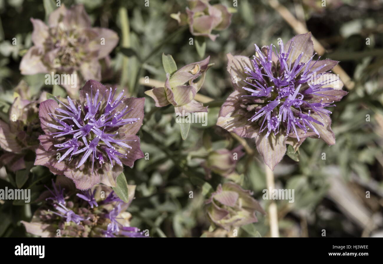 Mountain coyote mint, Monardella odoratissima, in flower, Sierra Nevada. Stock Photo