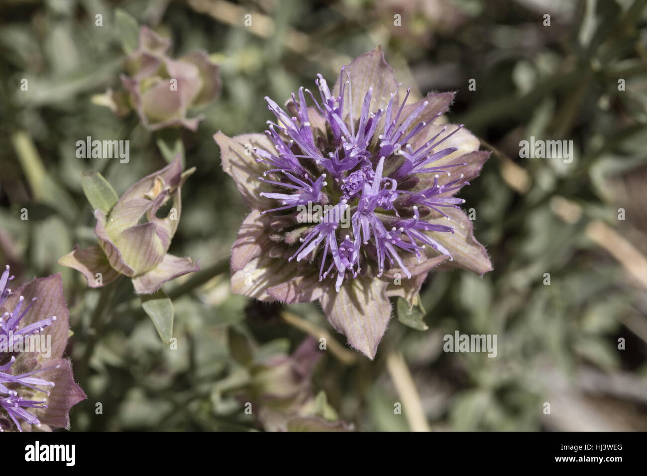 Mountain coyote mint, Monardella odoratissima, in flower, Sierra Nevada. Stock Photo