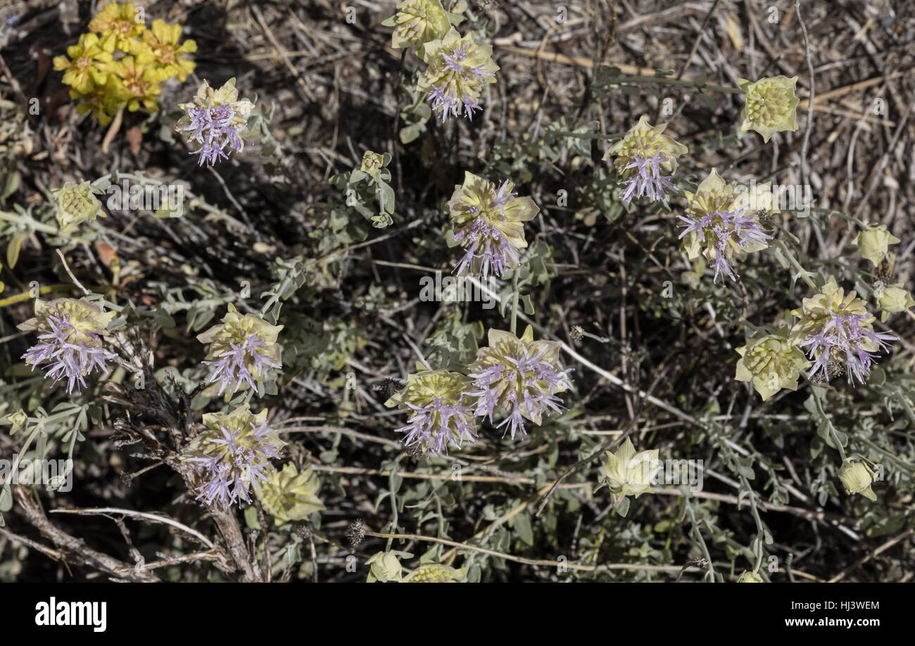 Mountain coyote mint, Monardella odoratissima, in flower, Sierra Nevada. Stock Photo