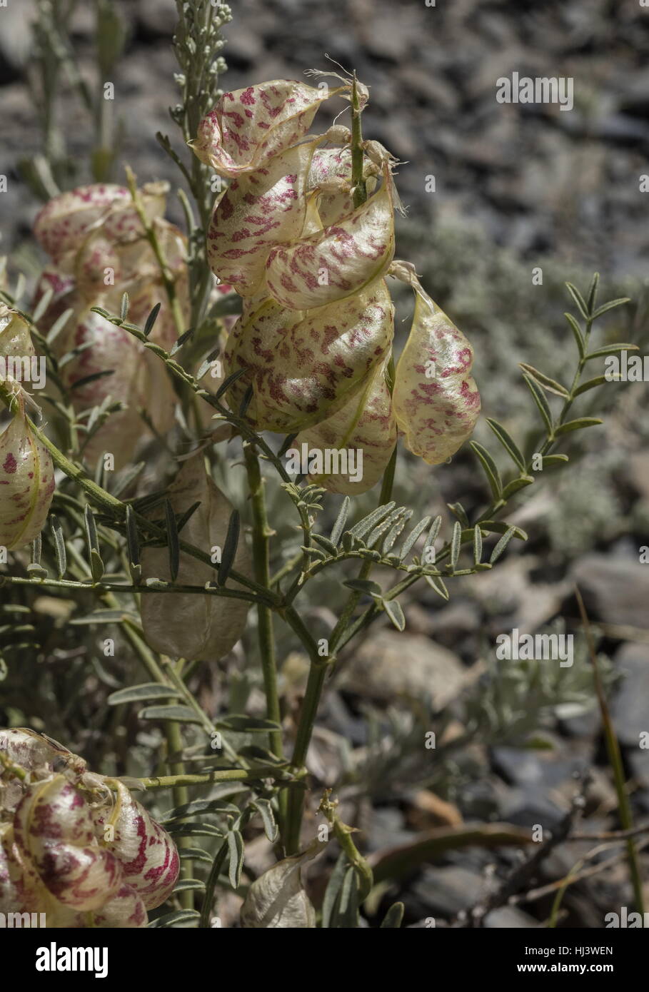 Balloon-pod milk-vetch or Whitney's locoweed, Astragalus whitneyi in fruit, Sierra Nevada. Stock Photo