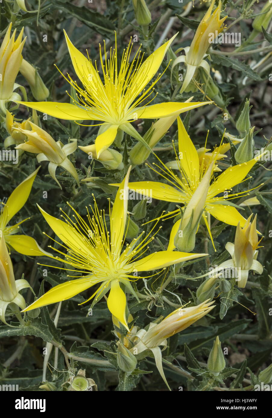 Giant blazingstar or Smooth stem blazing star, Mentzelia laevicaulis, in flower, Sierra Nevada. Stock Photo