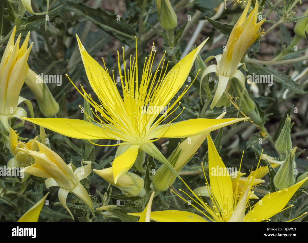 Giant blazingstar or Smooth stem blazing star, Mentzelia laevicaulis, in flower, Sierra Nevada. Stock Photo