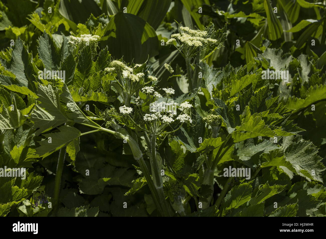 Heracleum maximum, cow parsnip, in flower, Sierra Nevada. Stock Photo