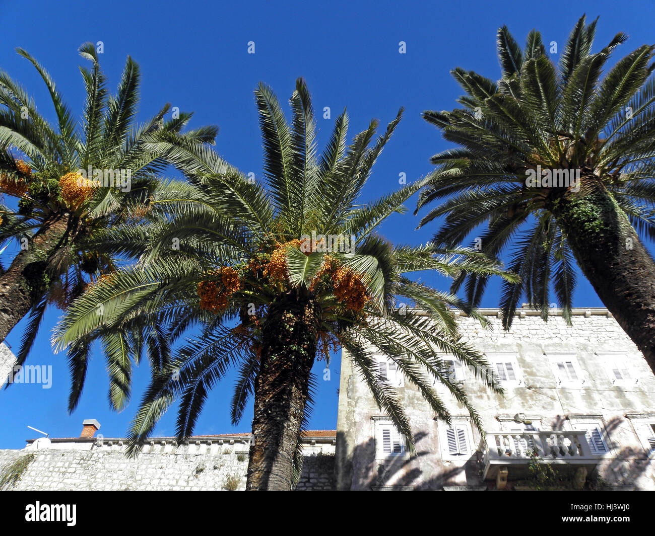 Korcula,palm-trees at harbor,Croatia,Europe,1 Stock Photo