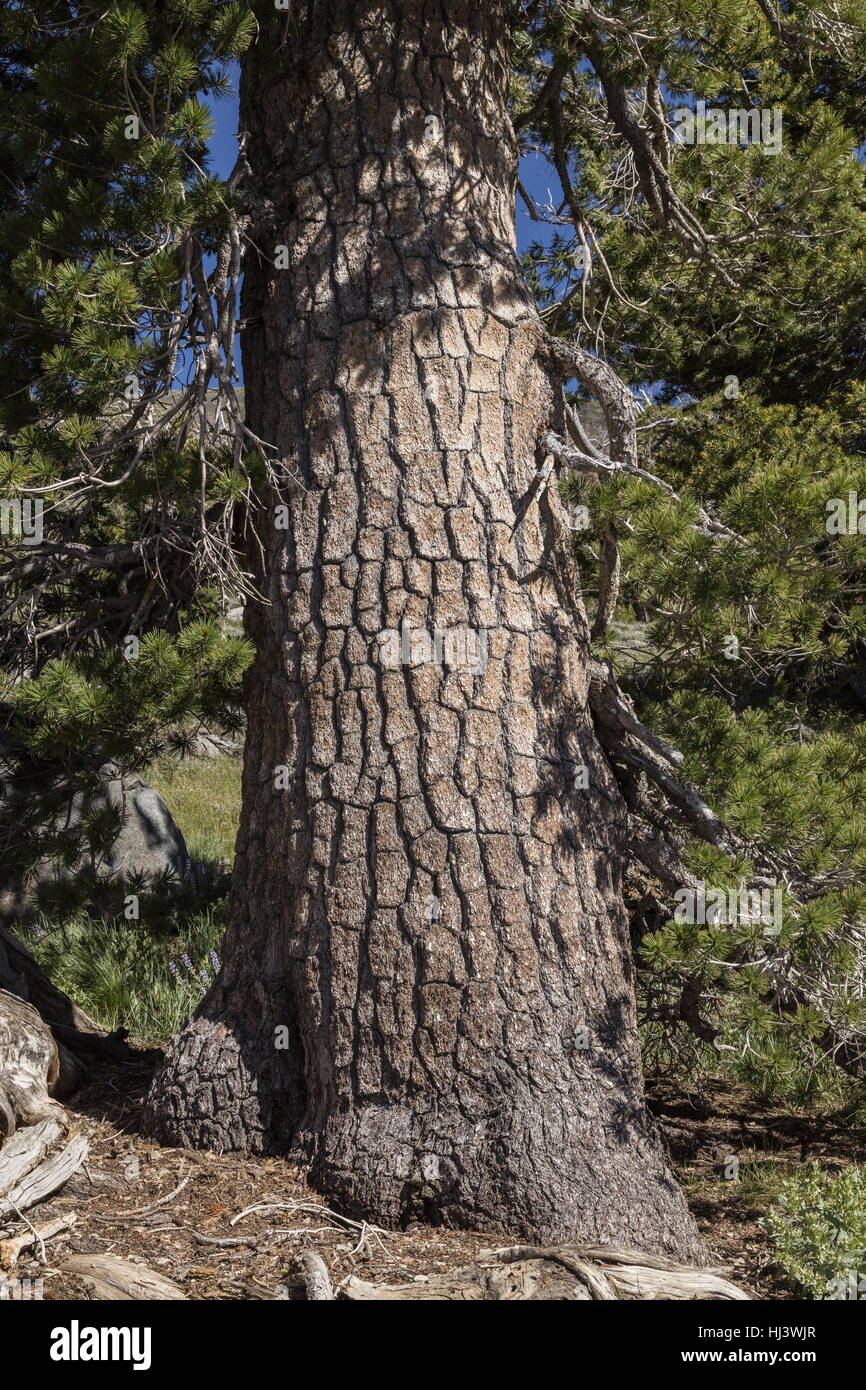 Western white pine pinus monticola hires stock photography and images