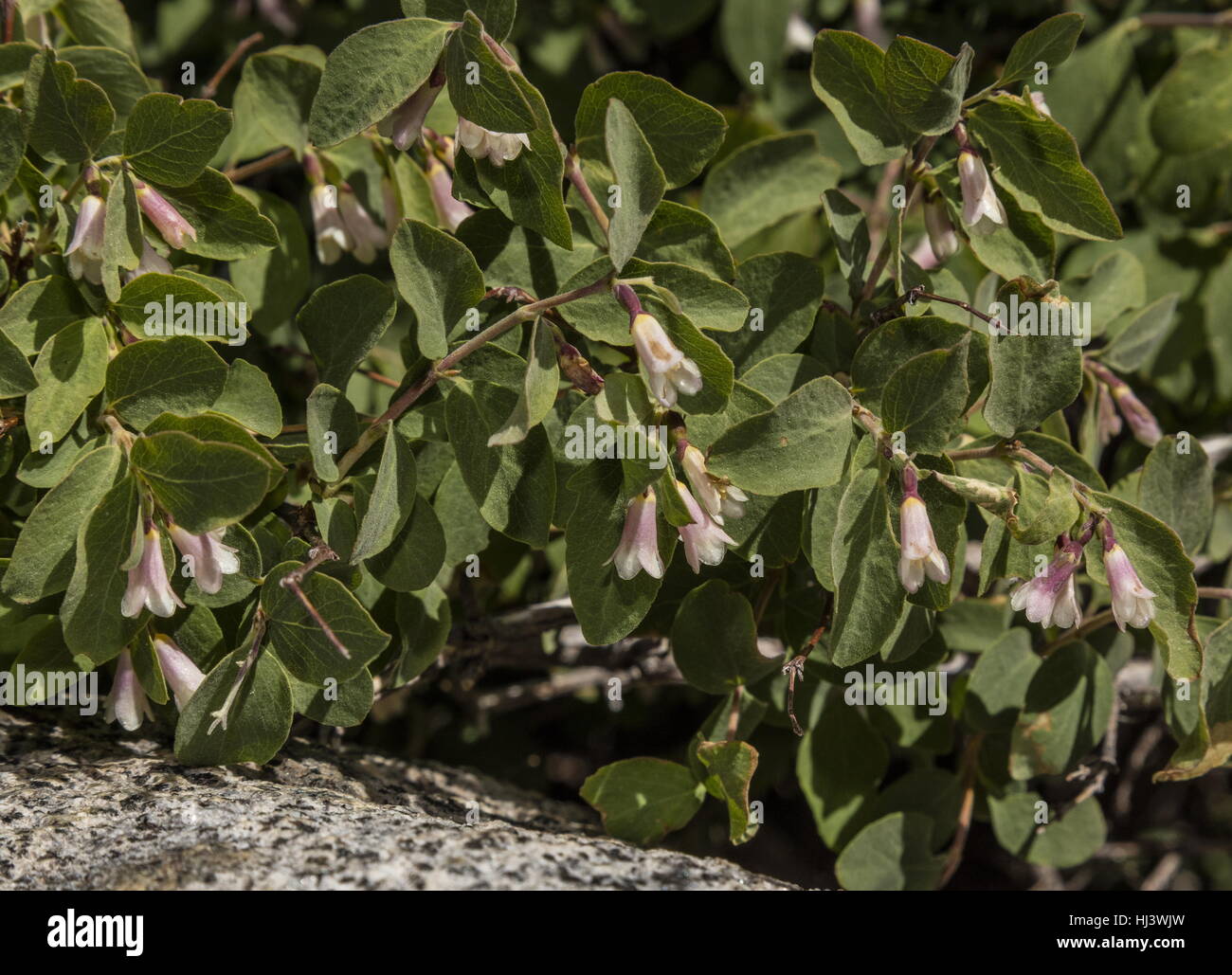 Mountain snowberry, Symphoricarpos rotundifolius in flower in woodland, Sierra Nevada. Stock Photo