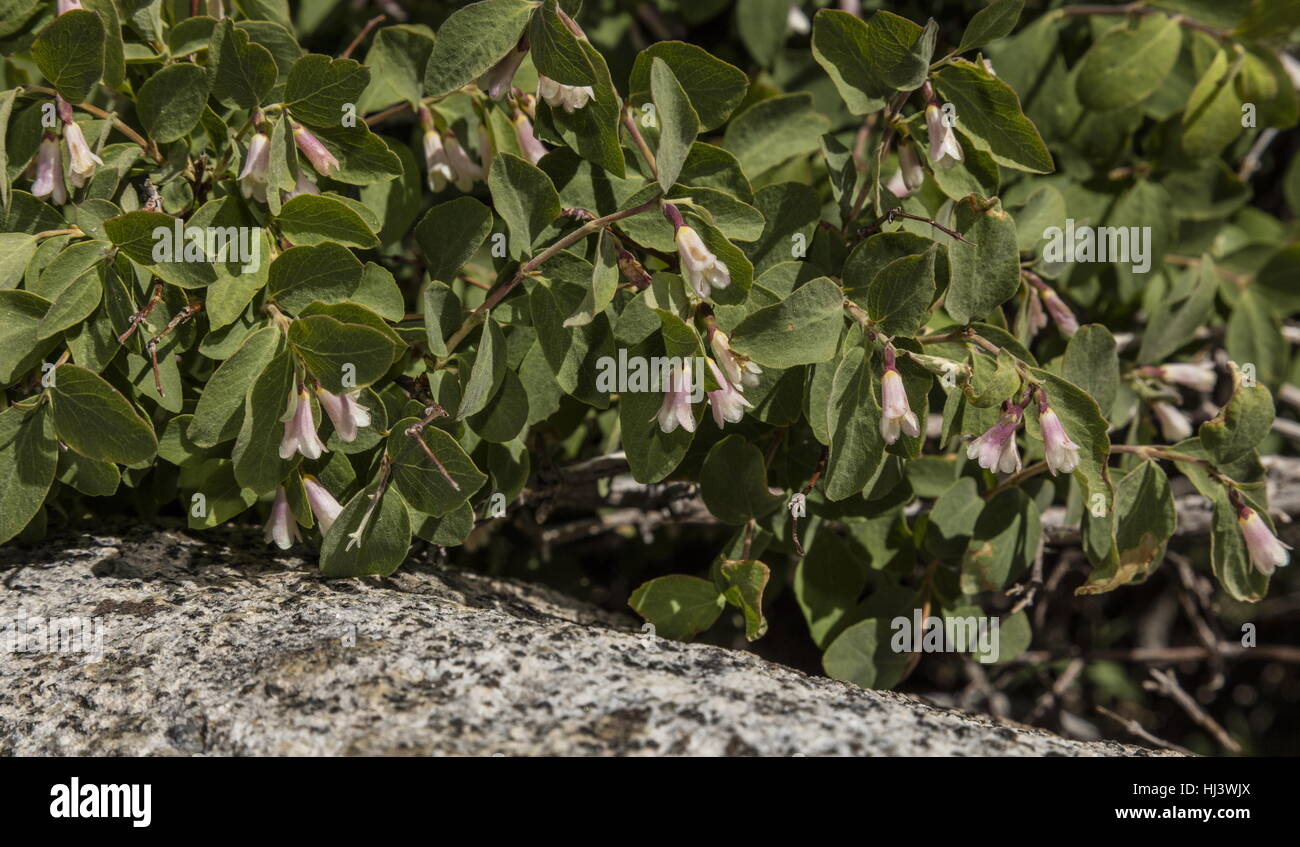 Mountain snowberry, Symphoricarpos rotundifolius in flower in woodland, Sierra Nevada. Stock Photo