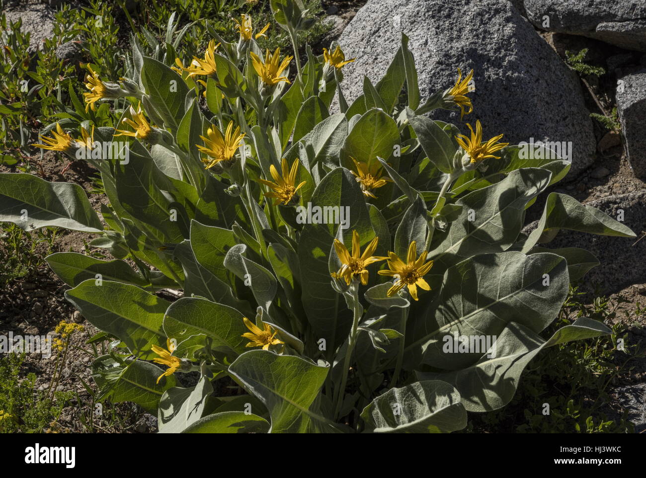 Woolly mule's ears, Wyethia mollis in flower, Sierra Nevada. Stock Photo