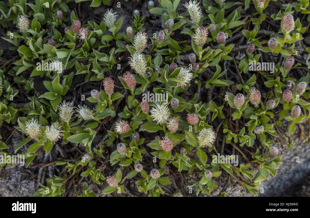 Arctic Willow, Salix petrophila, in flower at high altitude, Sierra Nevada, California. Stock Photo