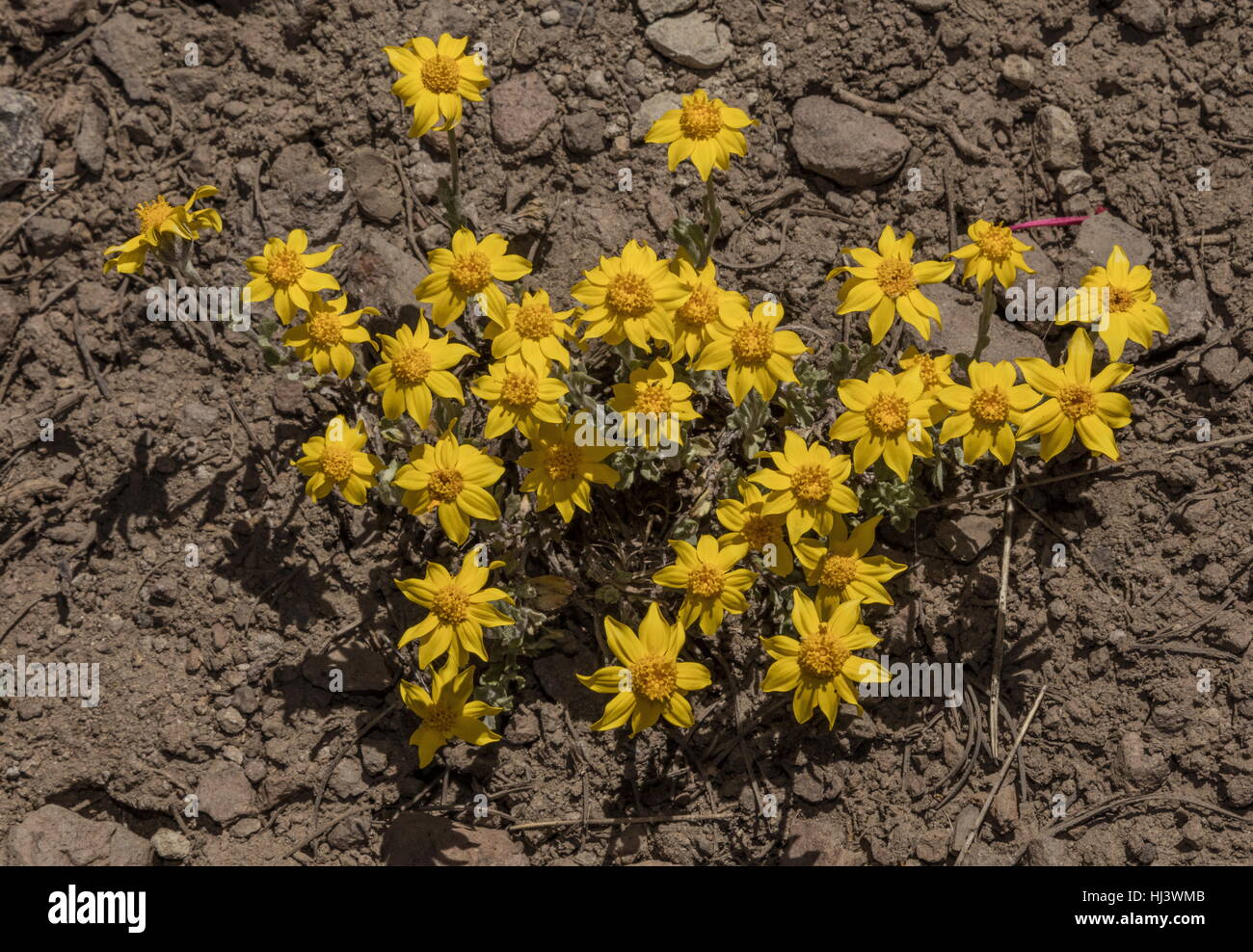 Common woolly sunflower or Oregon sunshine, Eriophyllum lanatum in flower, high in the Sierra Nevada. Stock Photo