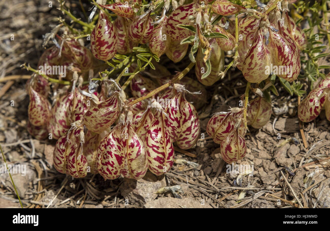Balloon-pod milk-vetch or Whitney's locoweed, Astragalus whitneyi