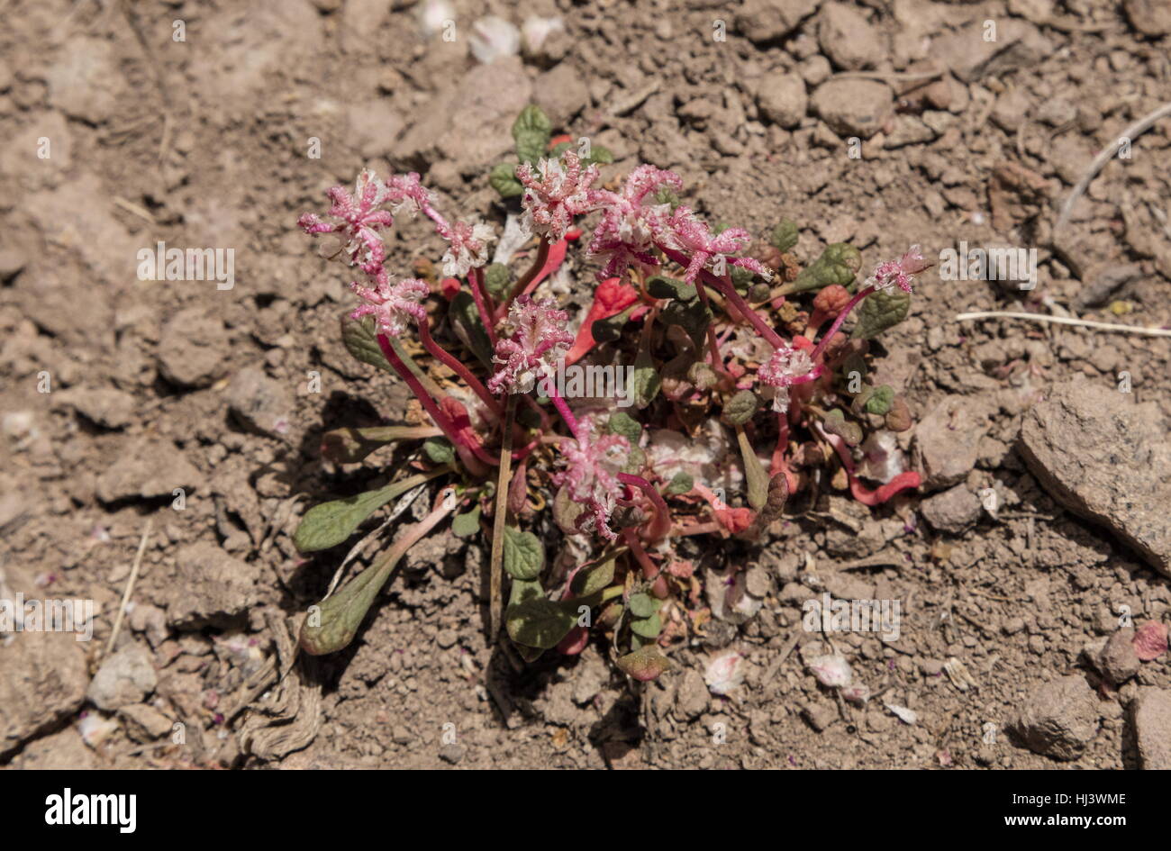 One seeded pussypaws, Calyptridium monospermum, Sierra Nevada. Stock Photo