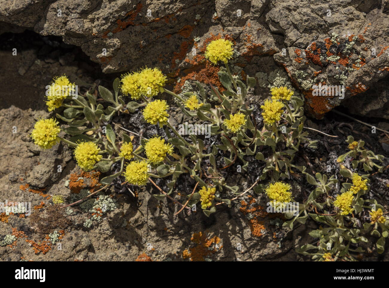 Mt rose hi-res stock photography and images - Alamy