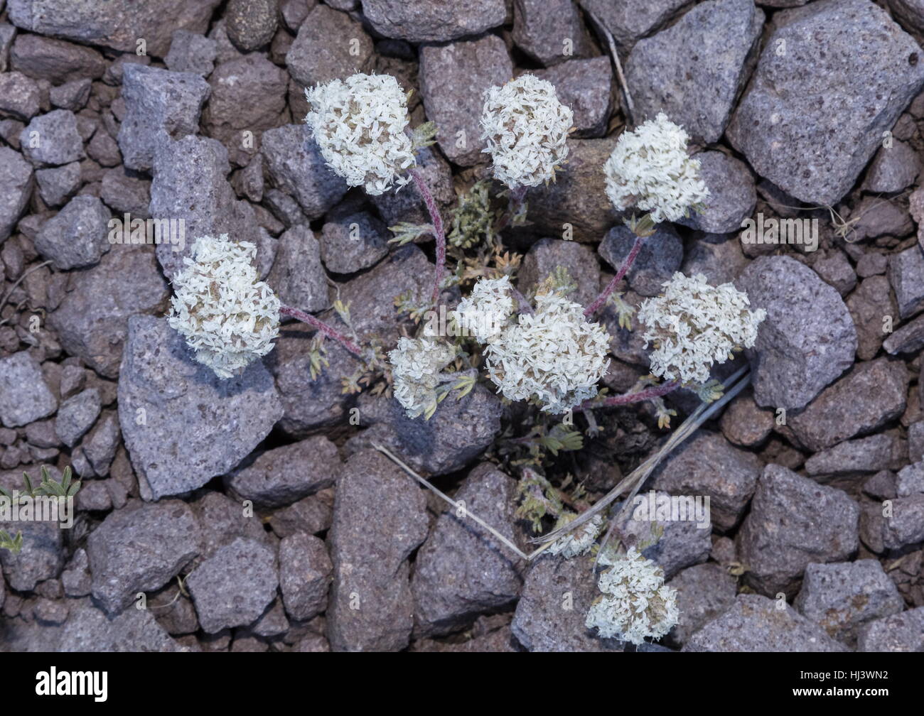 Ballhead ipomopsis, Ipomopsis congesta in flower in high scree, Sierra Nevada. Stock Photo