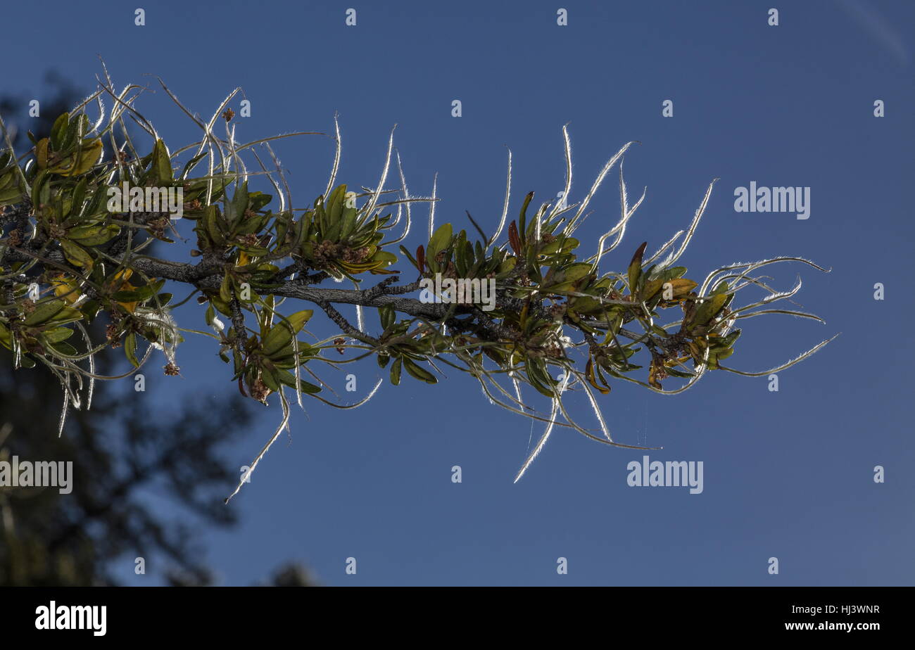 Mountain mahogany, Cercocarpus ledifolius,  in fruit, Sierra Nevada. Stock Photo