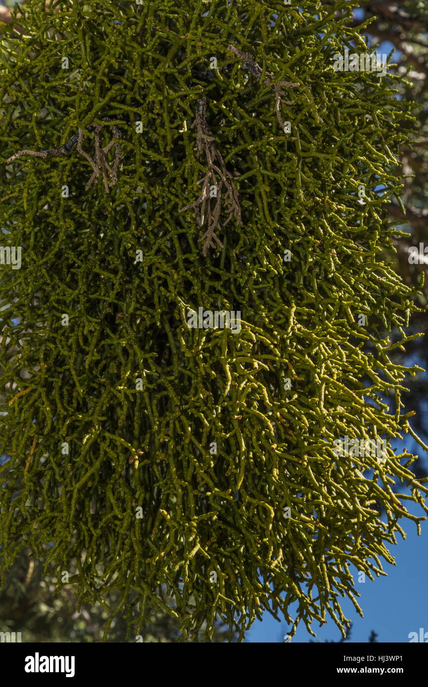 Juniper mistletoe, Phoradendron juniperinum, parasitic on juniper; Sierra Nevada. Stock Photo