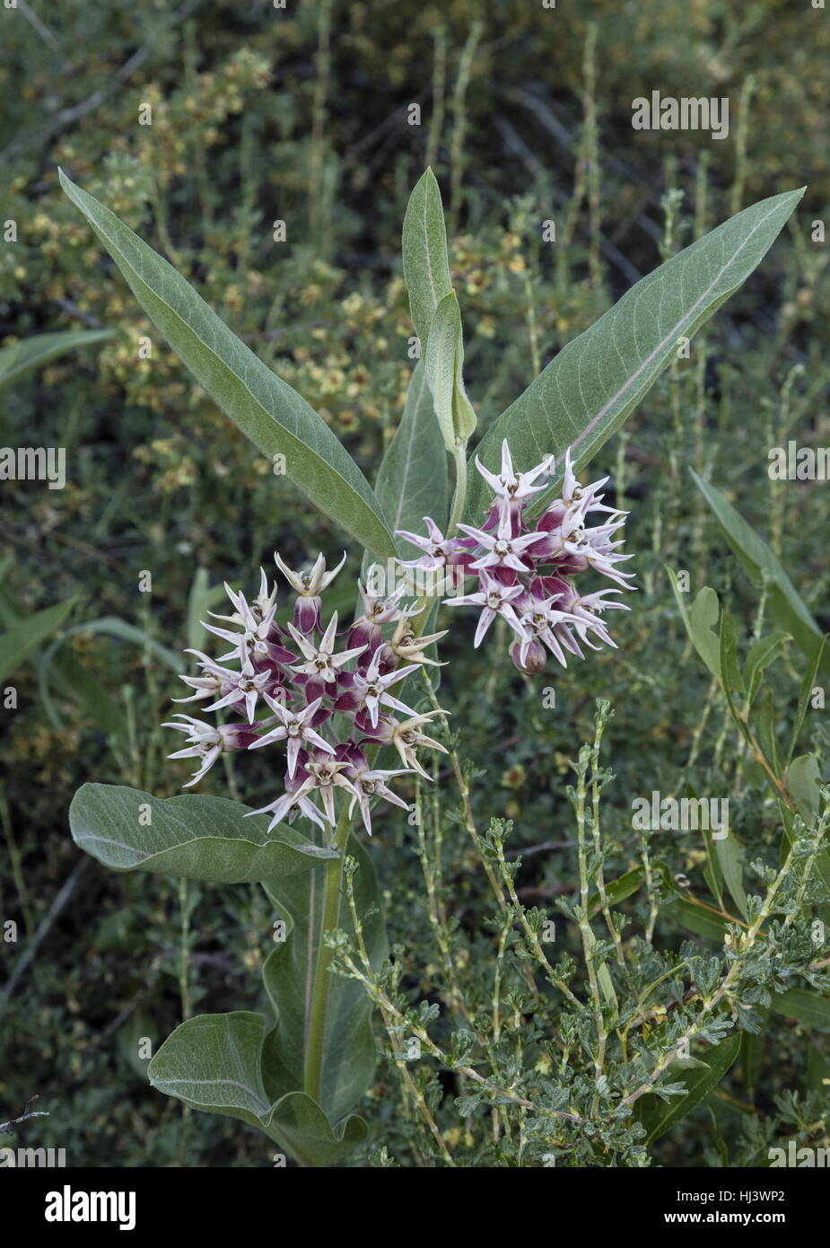 Showy milkweed, Asclepias speciosa in flower; larval foodplant of Monarch butterfly. Sierra Nevada Stock Photo