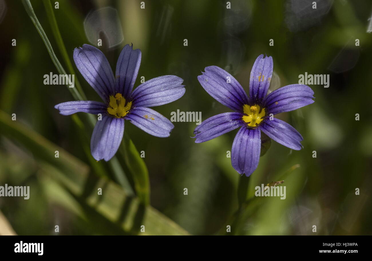 Idaho blue-eyed grass, Sisyrinchium idahoense in flower. Sierra Nevada. Stock Photo