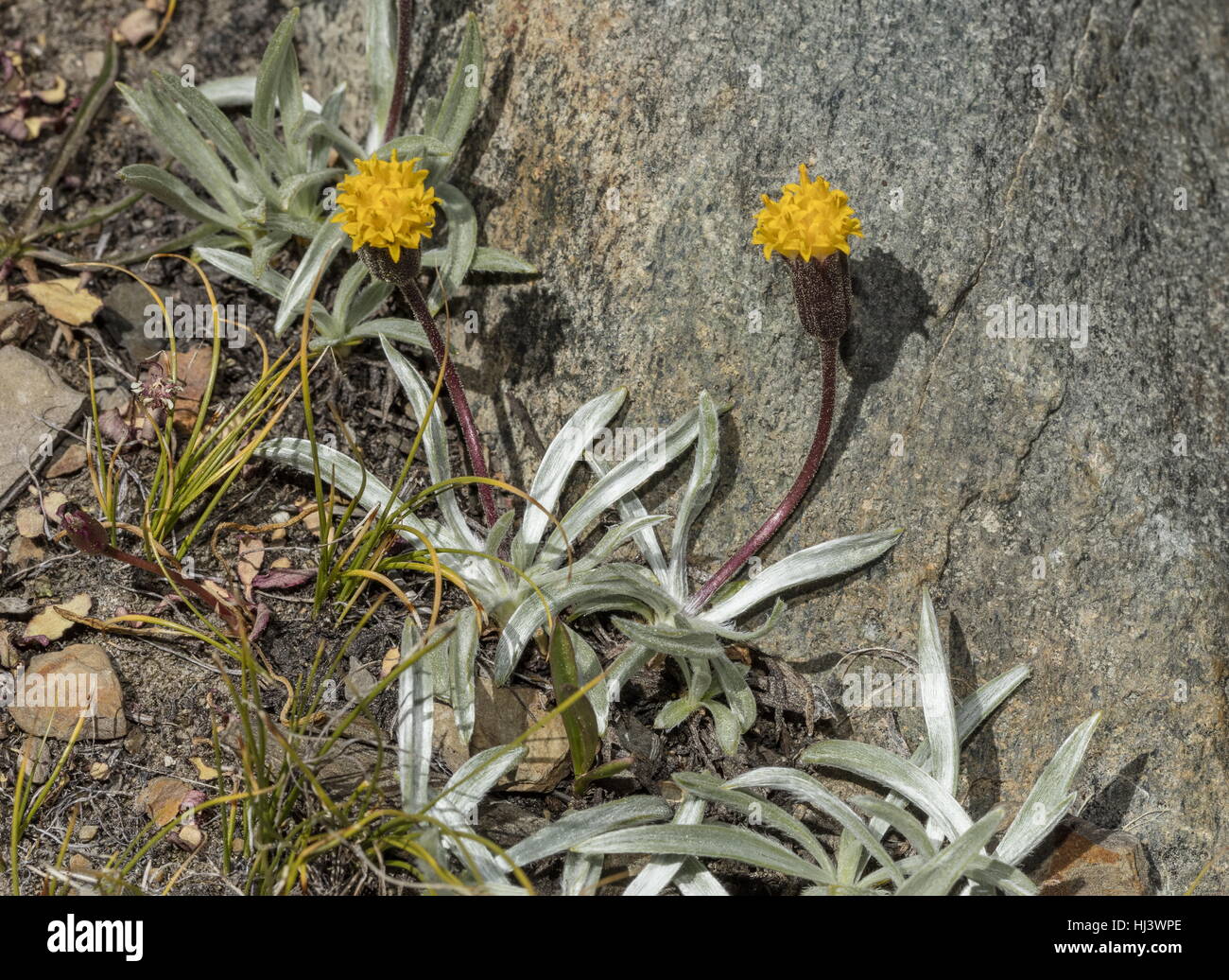 Green leaved raillardella, Raillardella scaposa, in flower at high altitude, Yosemite. Stock Photo
