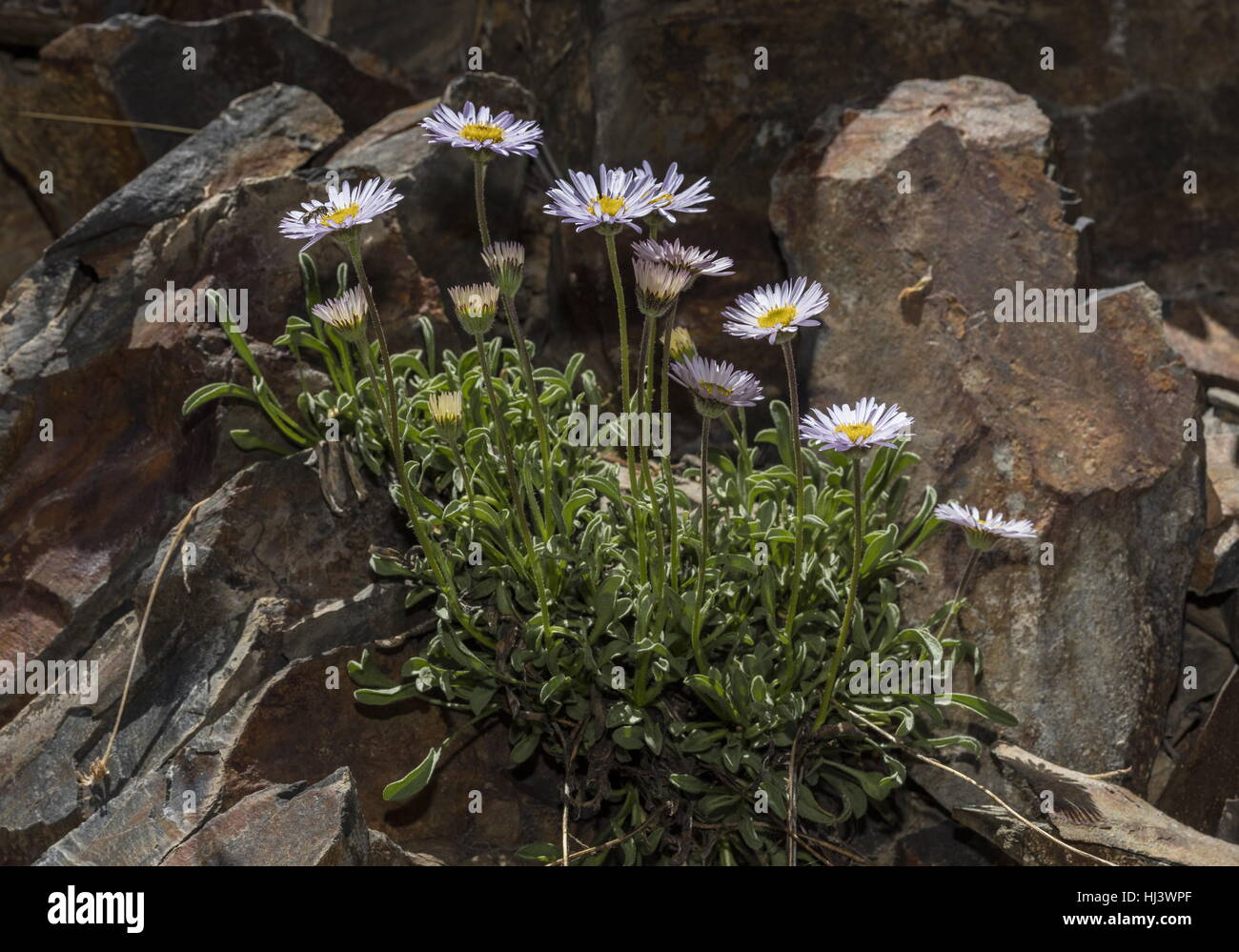 Stalked fleabane, Erigeron algidus, in flower at 10,000 ft, Sierra Nevada. Stock Photo