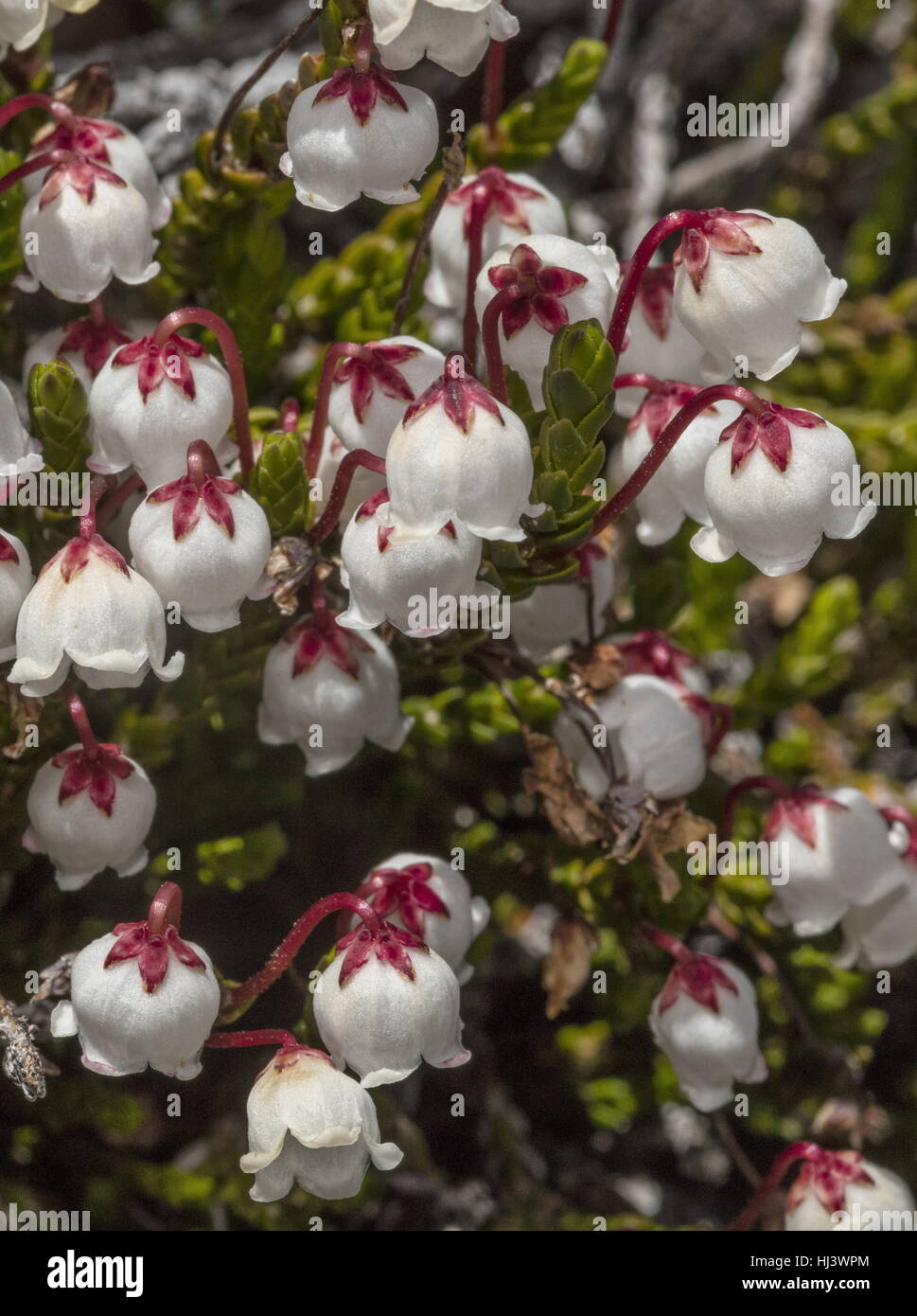 White mountain heather, Cassiope mertensiana in flower in the high Sierra Nevada, California. Stock Photo