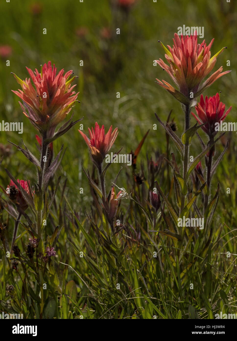 Peirson's paintbrush, Castilleja peirsonii, in flower in damp high altitude meadows, Sierra Nevada. Stock Photo
