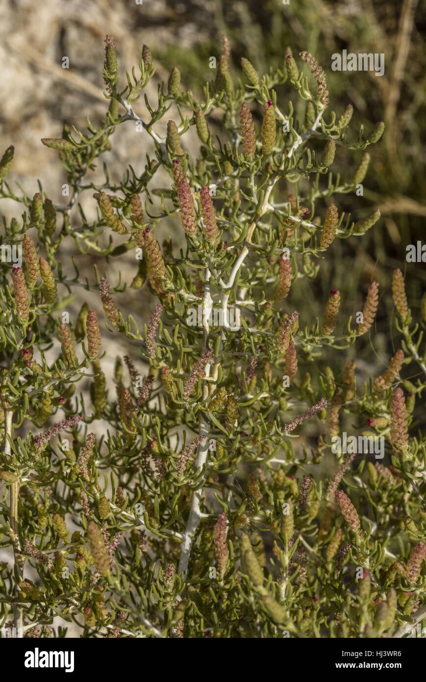 Greasewood, Sarcobatus vermiculatus, in flower on saline flats near Mono Lake, California. Stock Photo