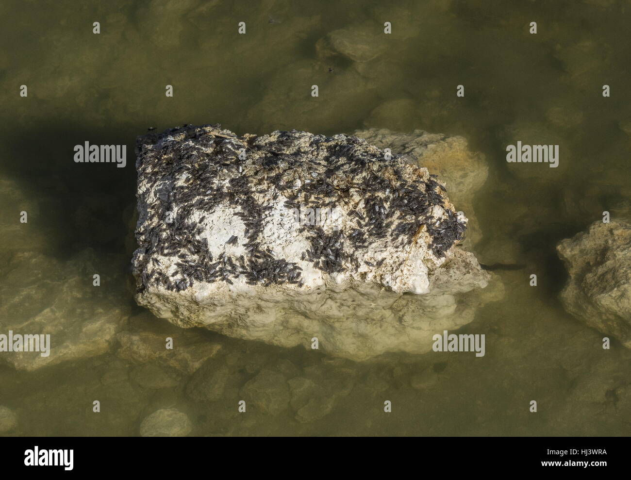 Alkali flies, Ephydra hians gathered on rock in Mono Lake, California Stock Photo