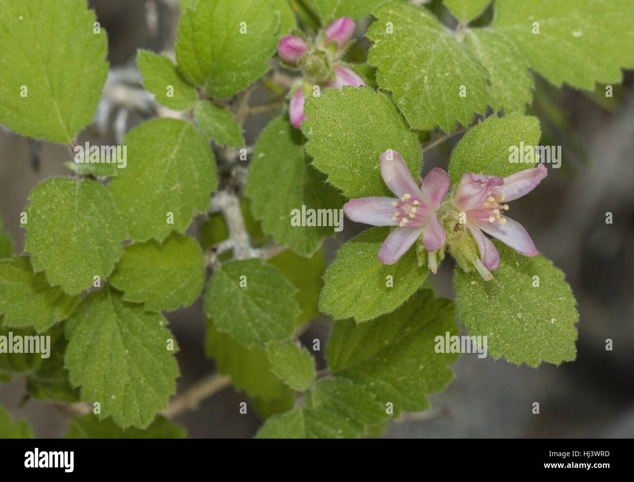 Rosy-petalled cliffbush, Jamesia americana var rosea, Hydrangaceae,  Jamesia, cliffbush, waxflower, Fivepetal cliffbush Stock Photo