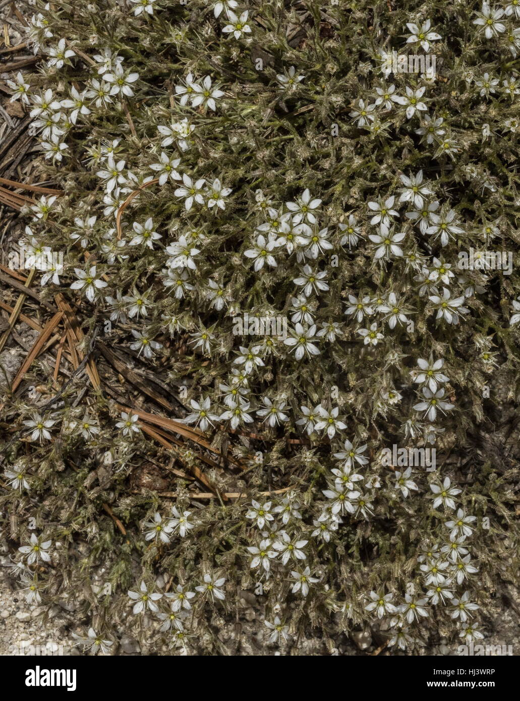 King's smooth sandwort, Eremogone kingii var. glabrescens, in flower in high Sierra Nevada. Stock Photo