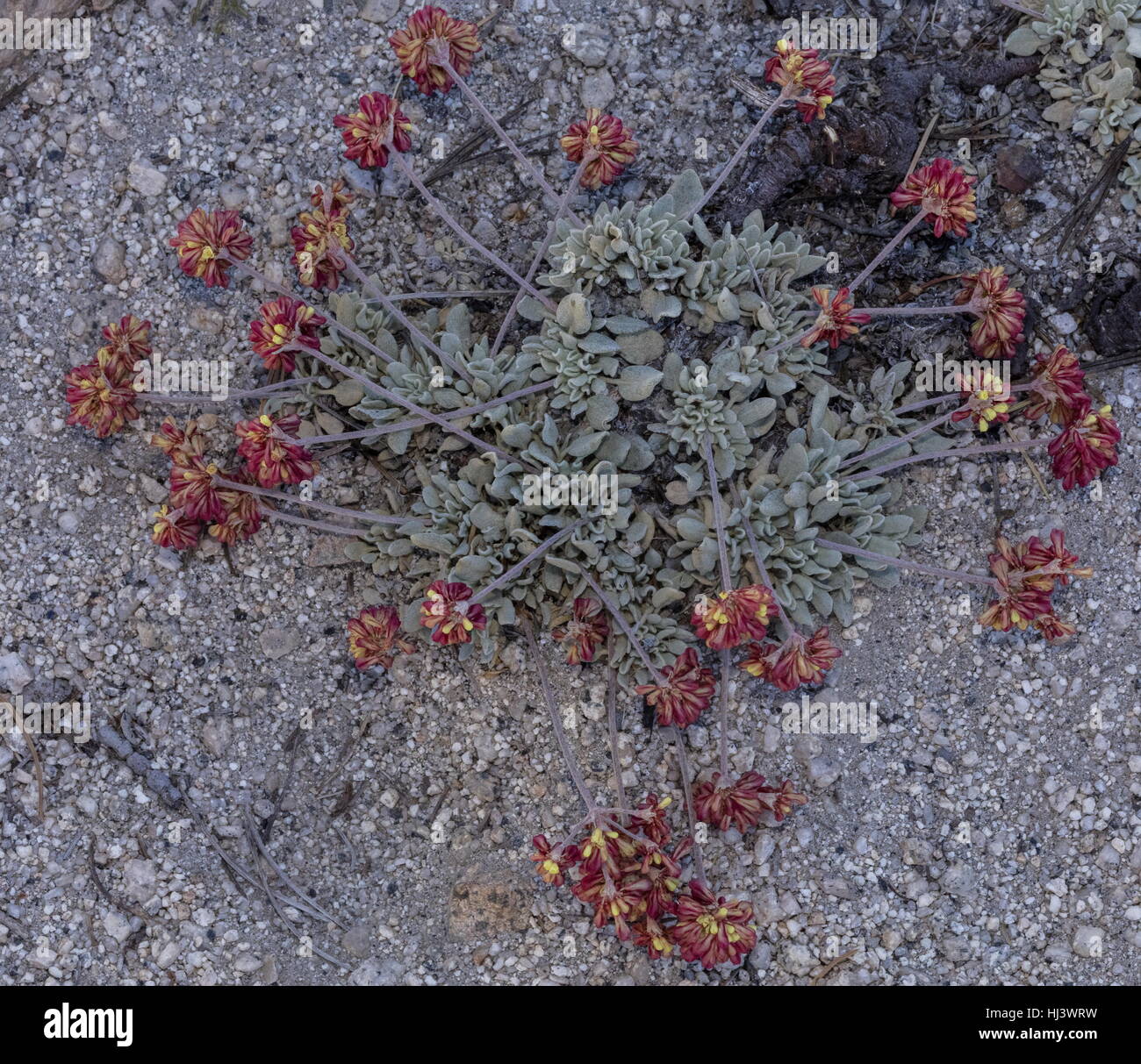Lobb's buckwheat, Eriogonum lobbii, in flower in granite gravel at c. 10,000 ft in the Sierra Nevada. Stock Photo