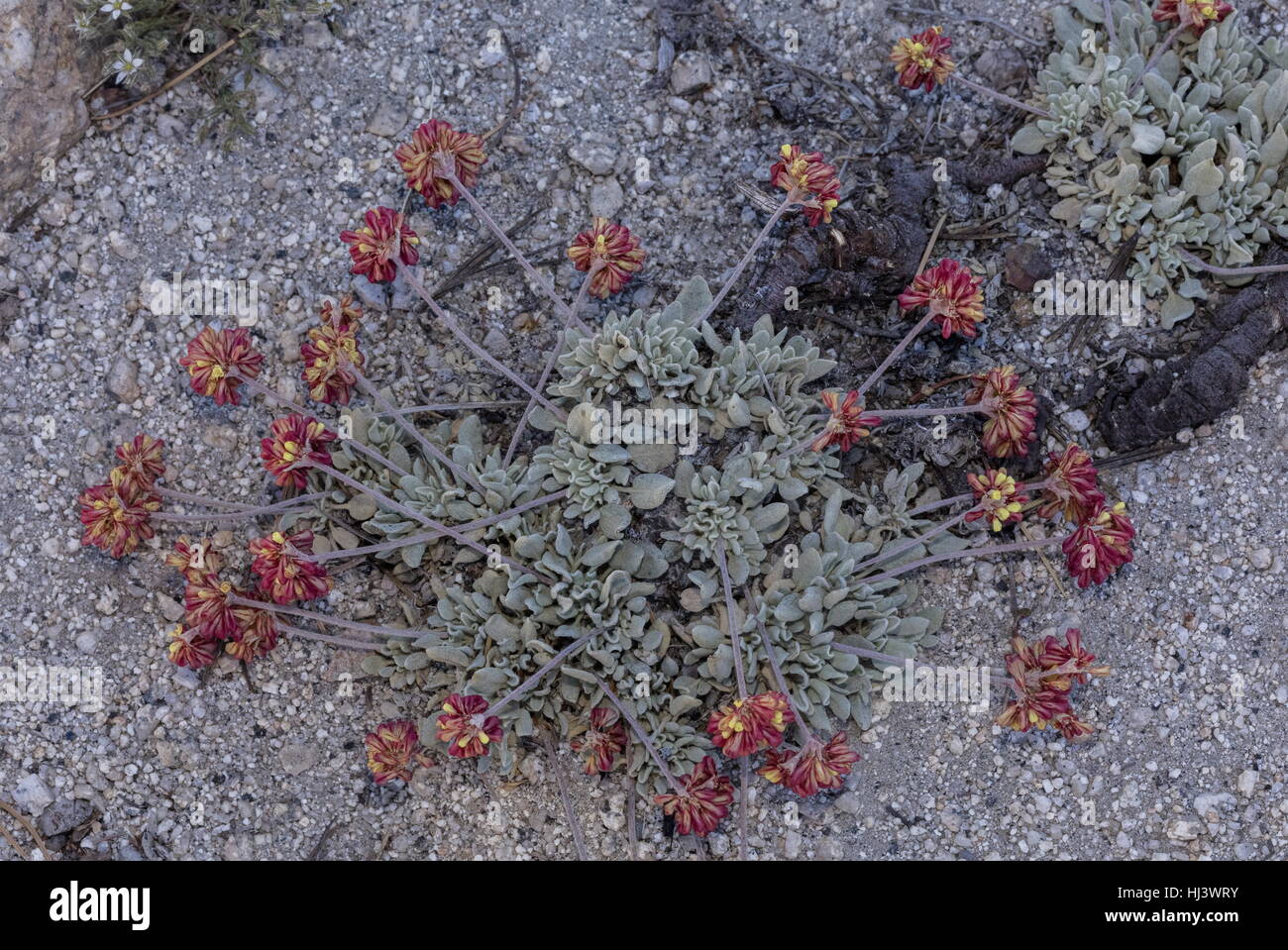 Lobb's buckwheat, Eriogonum lobbii, in flower in granite gravel at c. 10,000 ft in the Sierra Nevada. Stock Photo