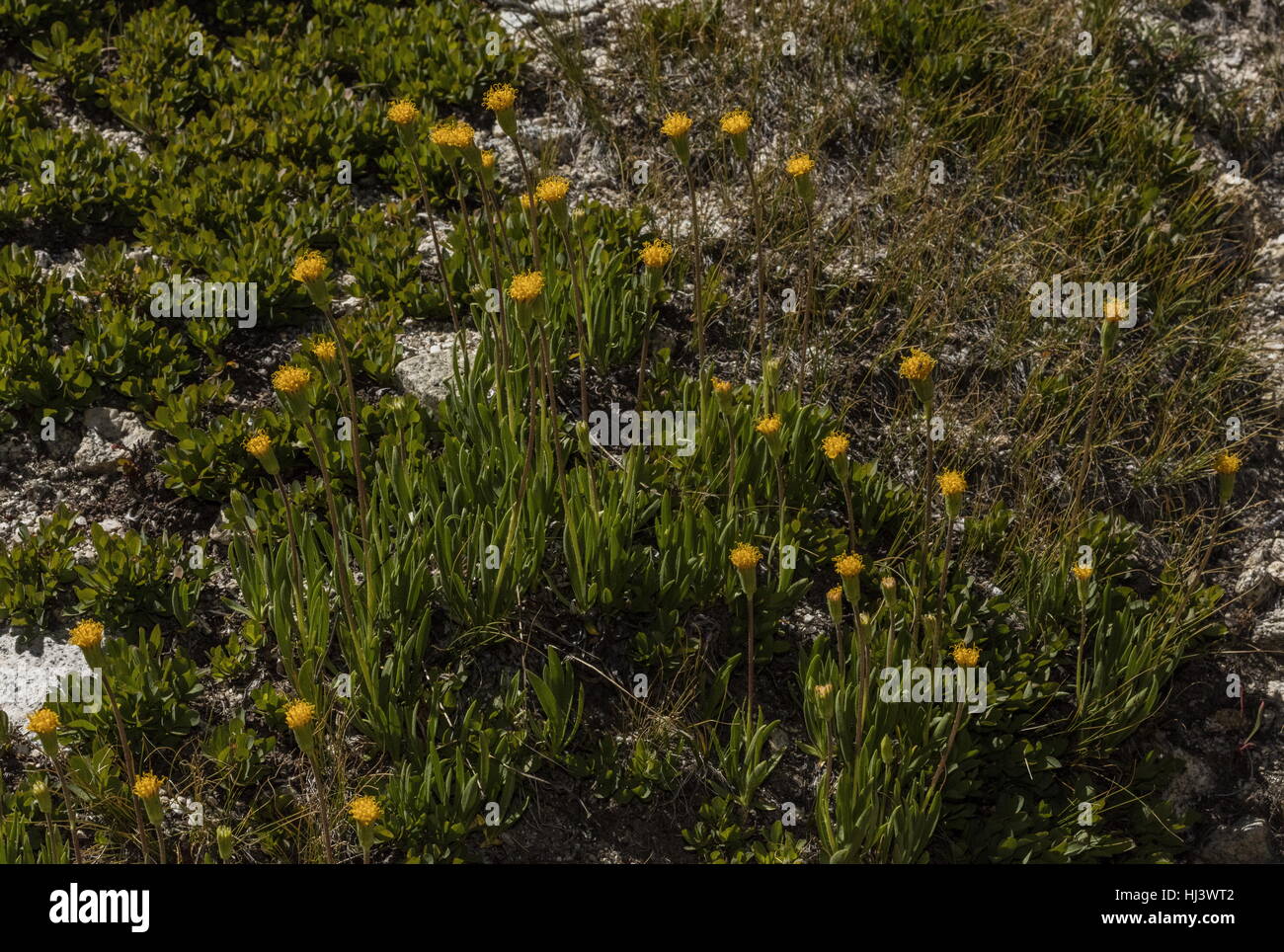 Green leaved raillardella, Raillardella scaposa, in flower at high altitude, Yosemite. Stock Photo