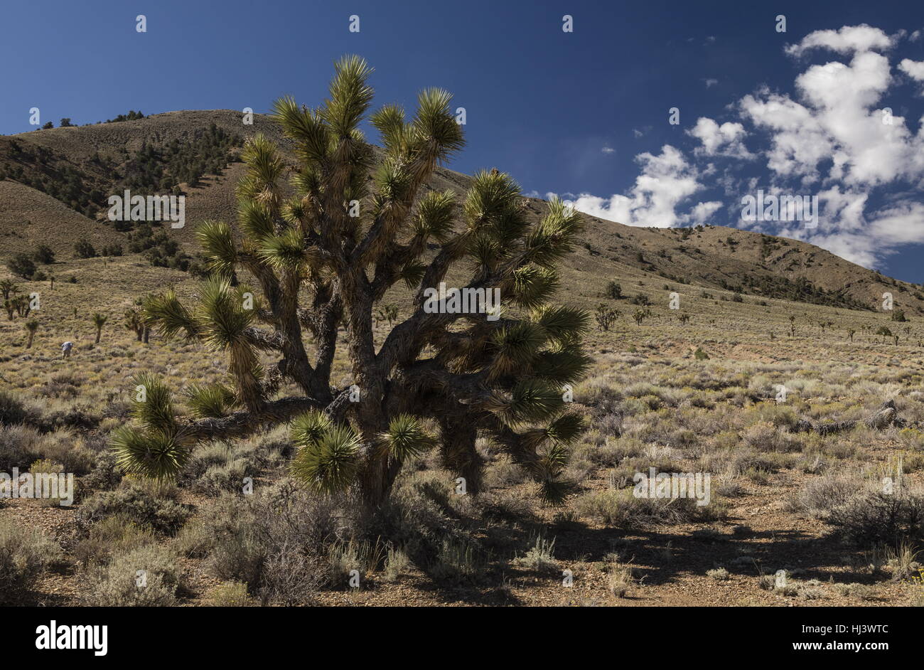 Joshua trees, Yucca brevifolia in the upper Eureka Valley, Death Valley National Park, California. Stock Photo