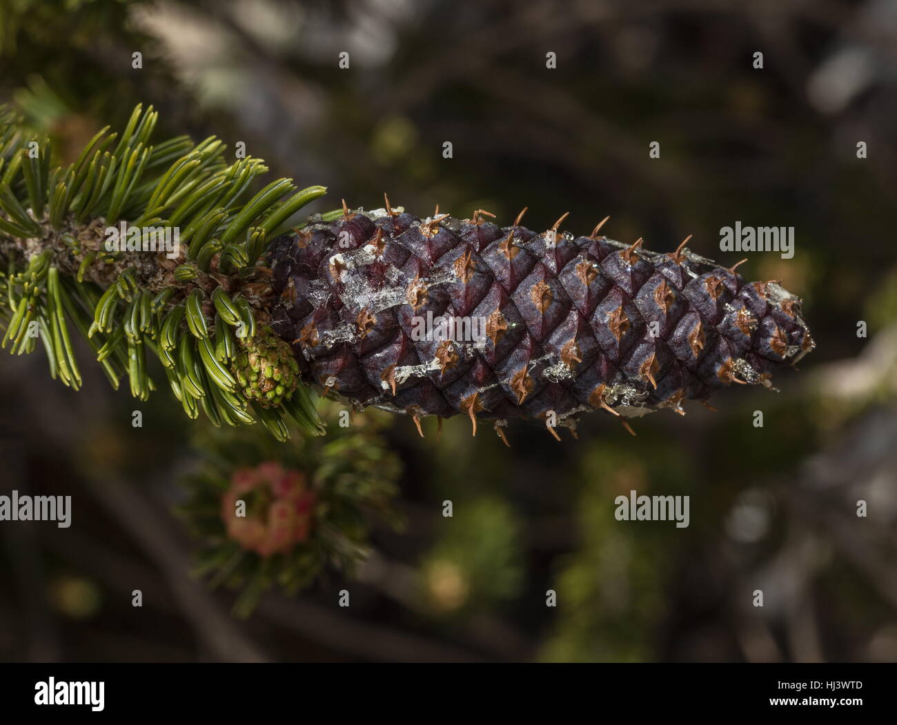 Bristlecone pine, Pinus longaeva female cones, with bristles;  White Mountains, California. Stock Photo