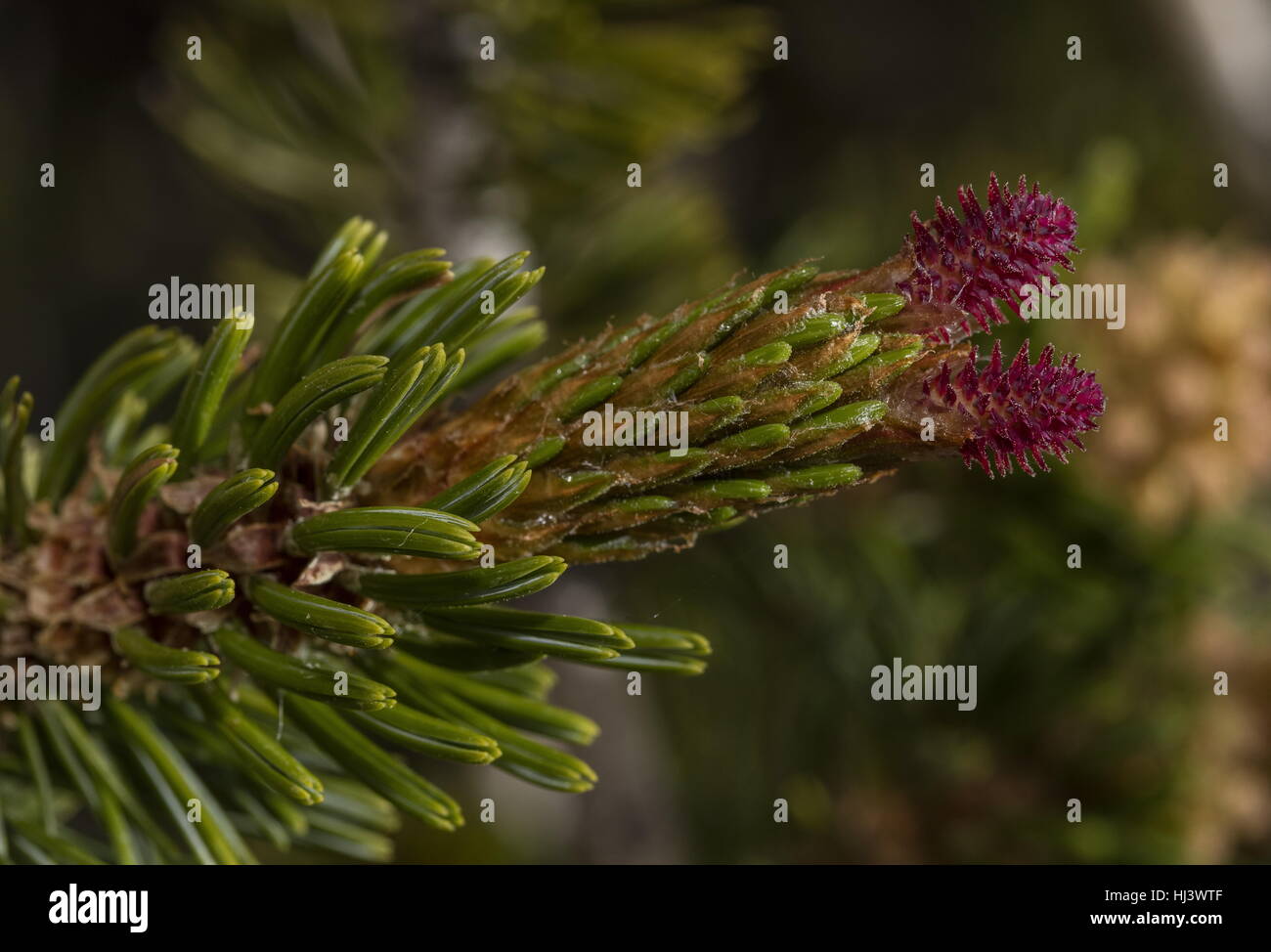 Bristlecone pine, Pinus longaeva - young female cone and needles. White Mountains, California. Stock Photo