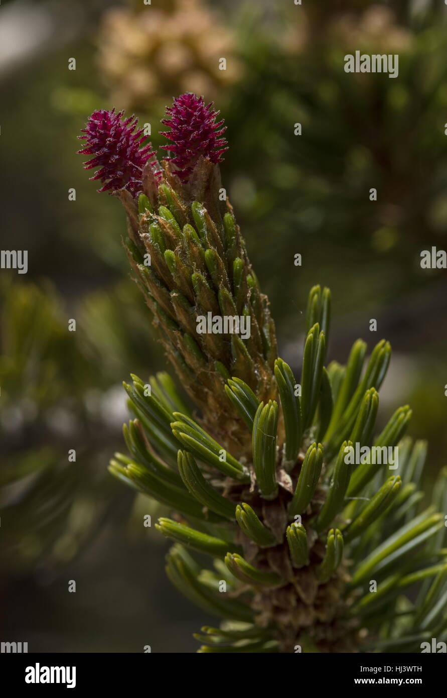Bristlecone pine, Pinus longaeva - young female cone and needles. White Mountains, California. Stock Photo