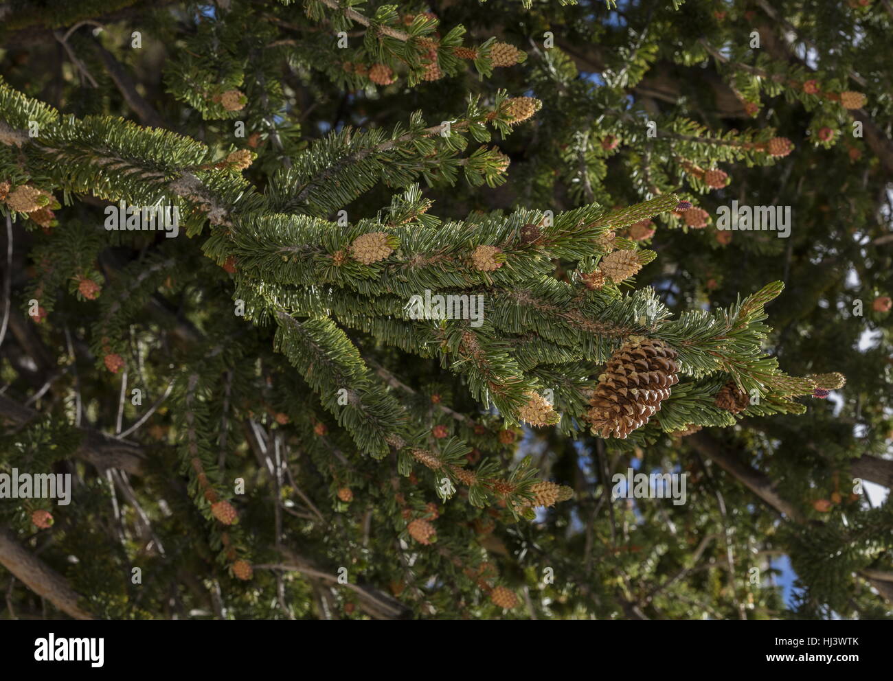 Bristlecone pine, Pinus longaeva female cones, with bristles;  White Mountains, California. Stock Photo