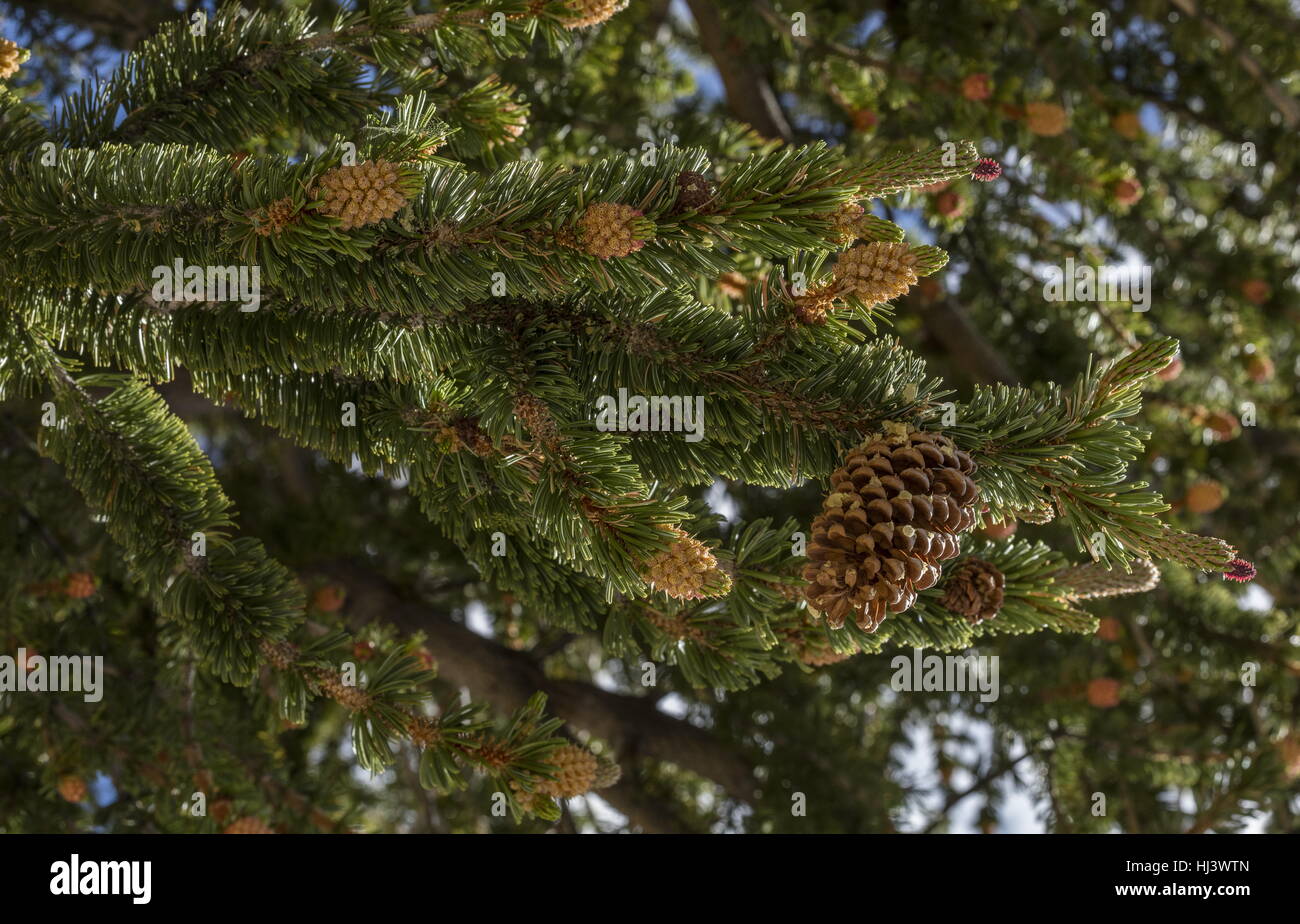 Bristlecone pine, Pinus longaeva female cones, with bristles;  White Mountains, California. Stock Photo