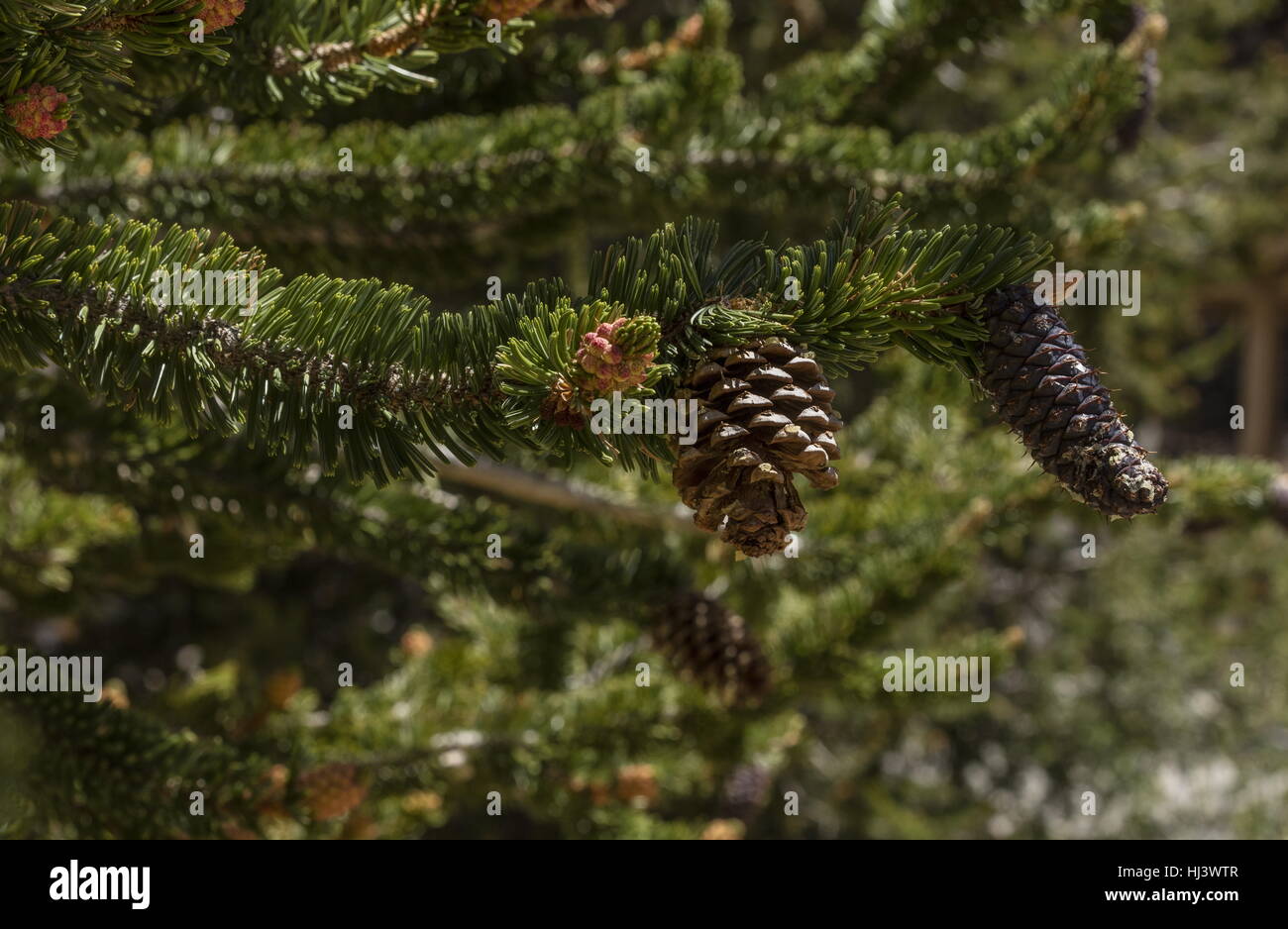 Bristlecone pine, Pinus longaeva female cones, with bristles;  White Mountains, California. Stock Photo