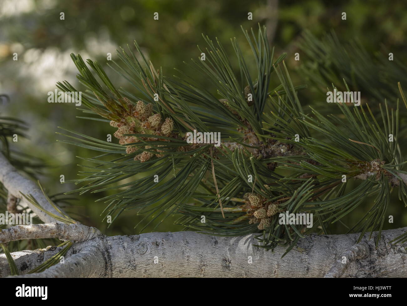 Limber Pine, Pinus flexilis, cones and needles. White Mountains, California. Stock Photo
