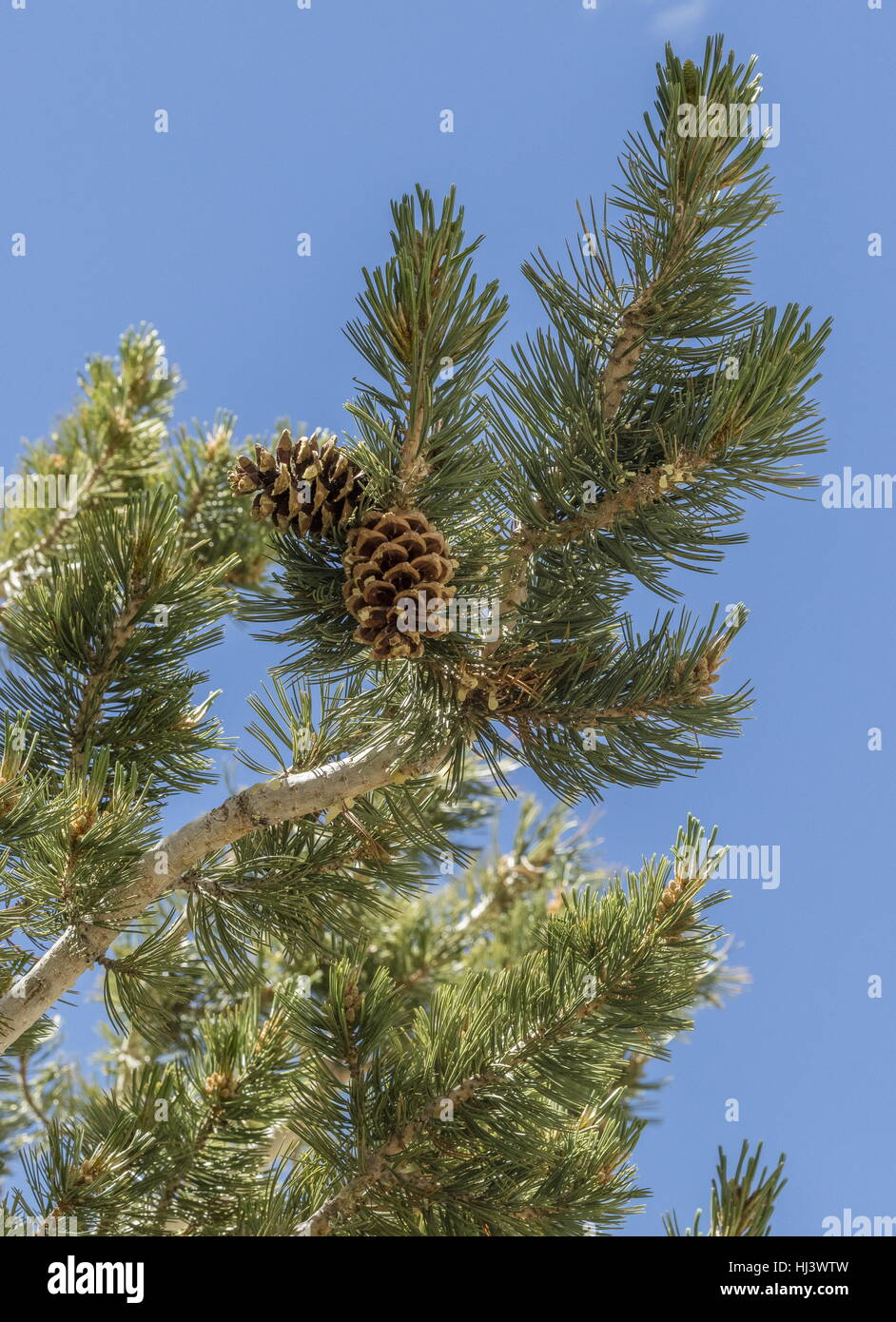 Limber Pine, Pinus flexilis, cones and needles. White Mountains, California. Stock Photo