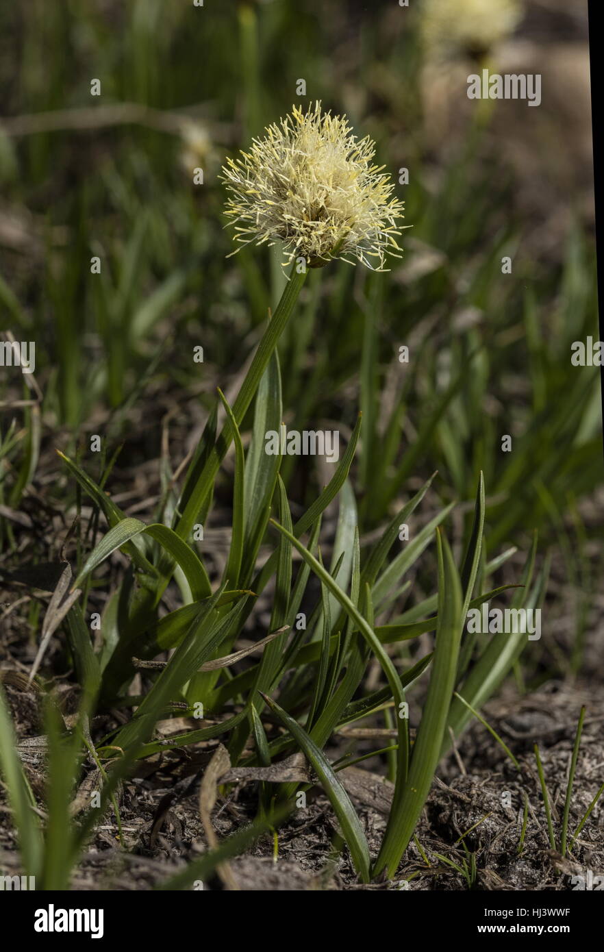 Fringed cottongrass, Calliscirpus criniger in flower in bog, Sierra Nevada. Stock Photo