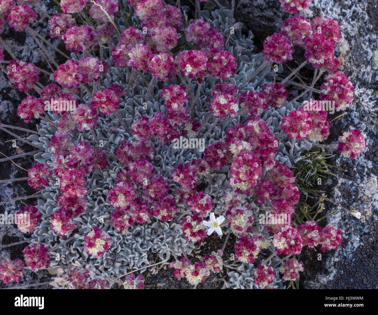 Beautiful dense clumps of high-altitude Cushion buckwheat, Eriogonum ovalifolium var. nivale, Yosemite, Sierra Nevada. Stock Photo