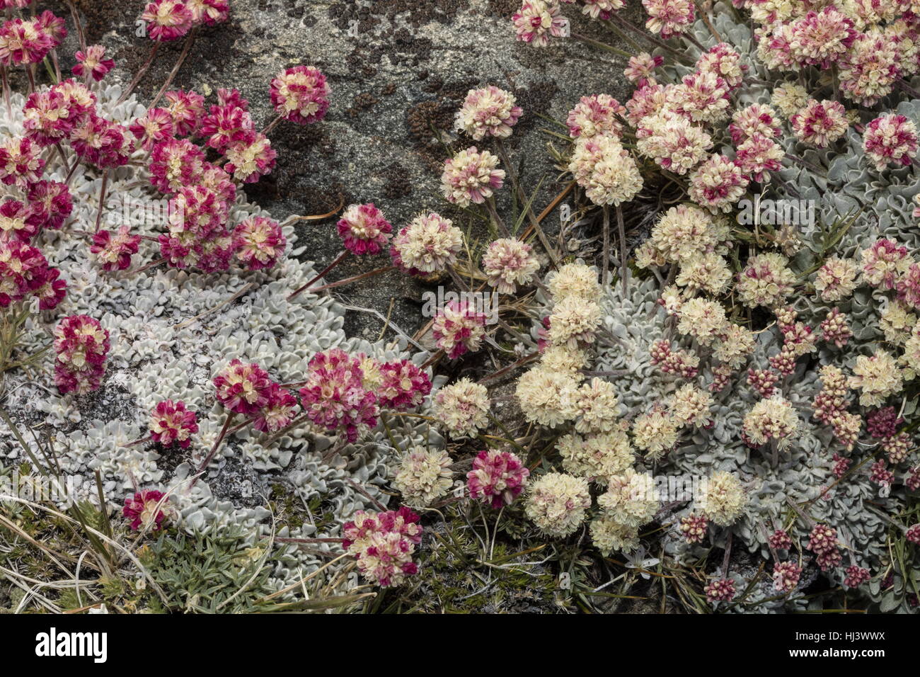 Beautiful dense clumps of high-altitude Cushion buckwheat, Eriogonum ovalifolium var. nivale, Yosemite, Sierra Nevada. Stock Photo