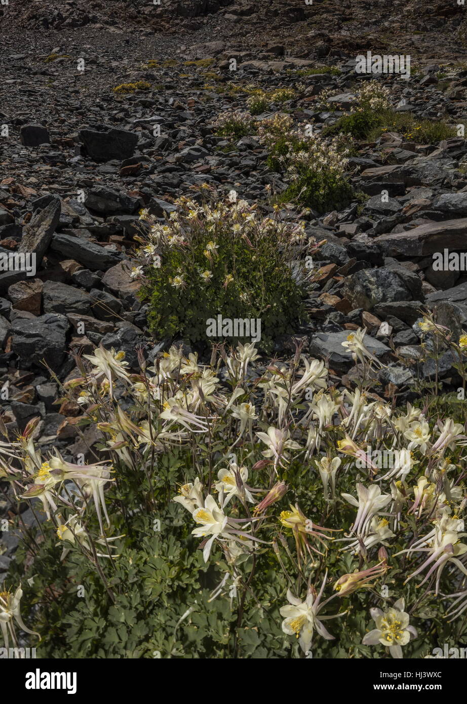 Sierra columbine, Aquilegia pubescens high in the Dana Valley, Yosemite, Sierra Nevada. Stock Photo