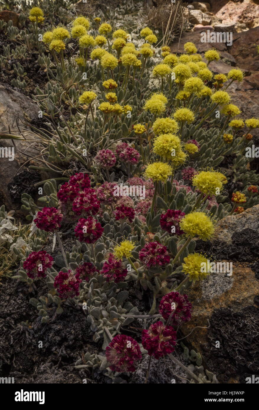 Beautiful dense clumps of high-altitude Cushion buckwheat, Eriogonum ovalifolium var. nivale, and yellow Eriogonum rosense, Yosemite, Sierra Nevada. Stock Photo