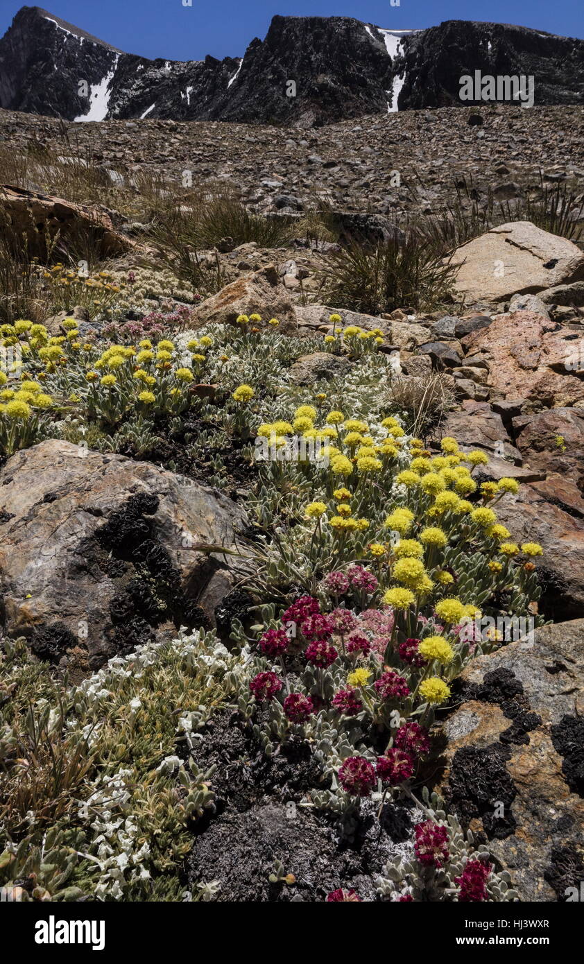 Beautiful dense clumps of high-altitude Cushion buckwheat, Eriogonum ovalifolium var. nivale, and yellow Eriogonum rosense, Yosemite, Sierra Nevada. Stock Photo